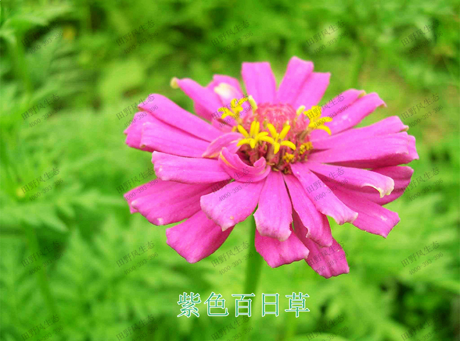 4紫色百日草
