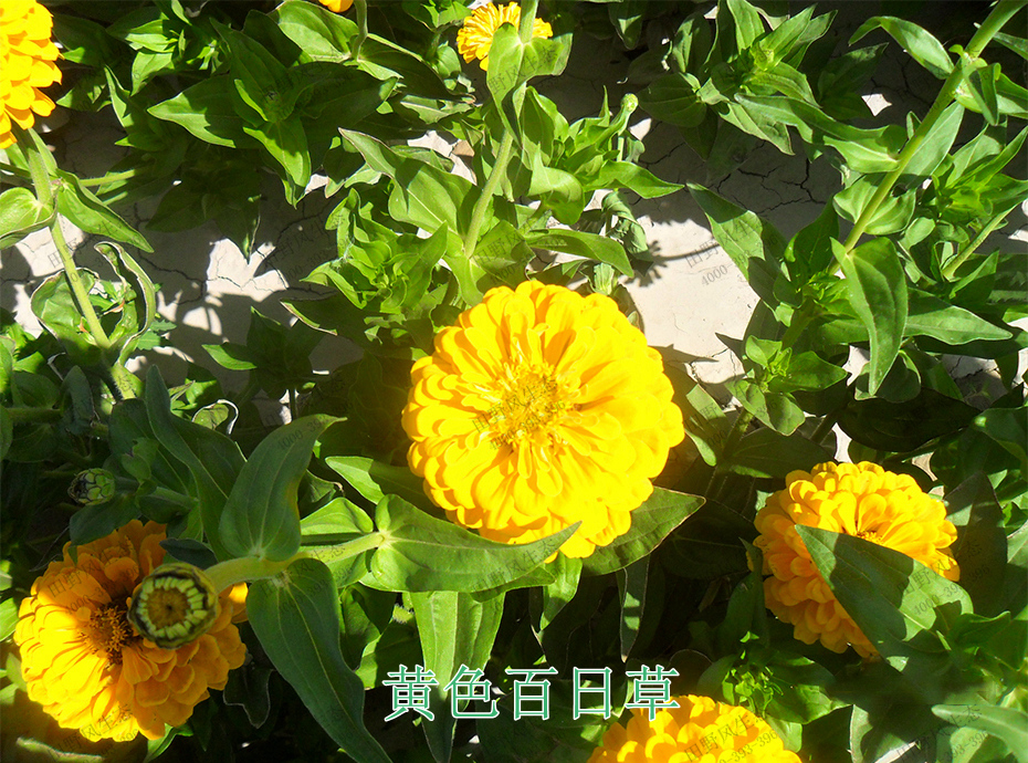 5黄色百日草