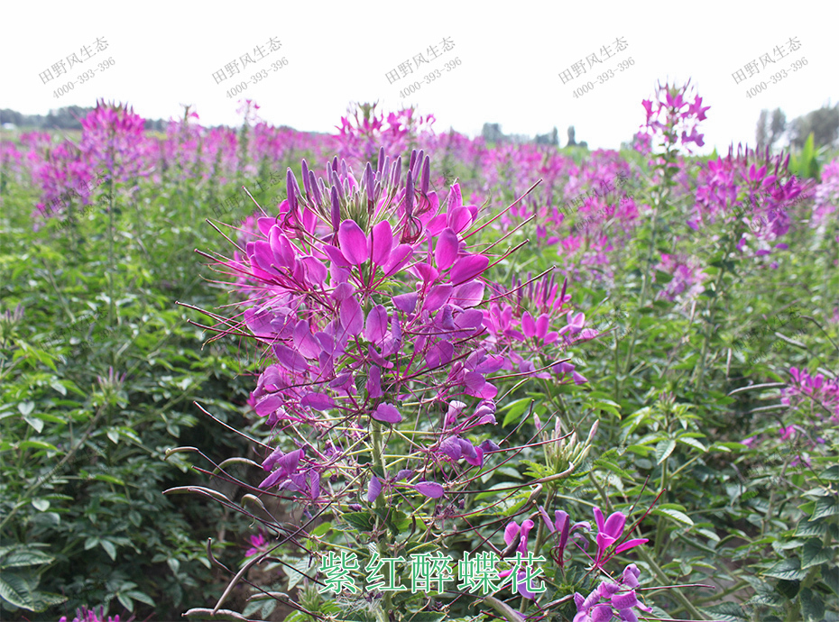 5紫红醉蝶花