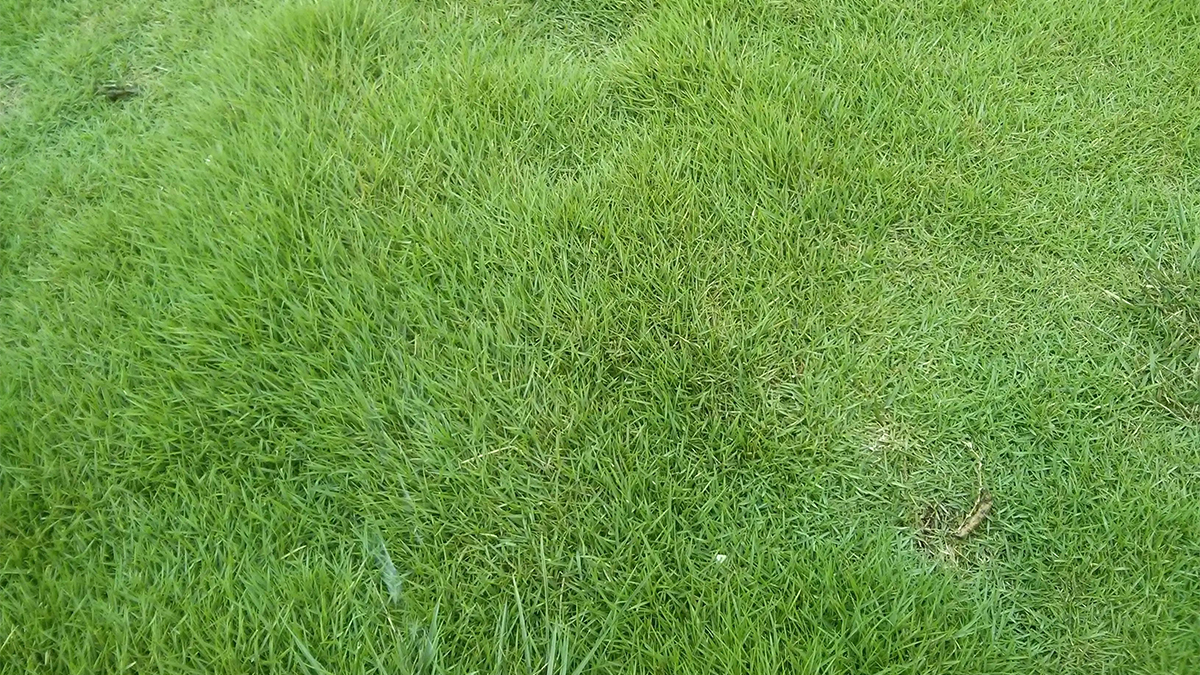 匍匐紫羊茅草坪的种植方法与管理技术