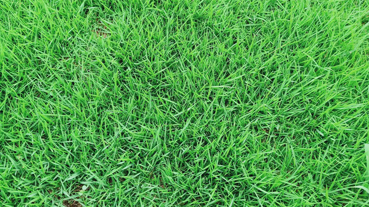 绿化常用的草坪草种有哪些呢？以下几款草种为你揭晓答案！