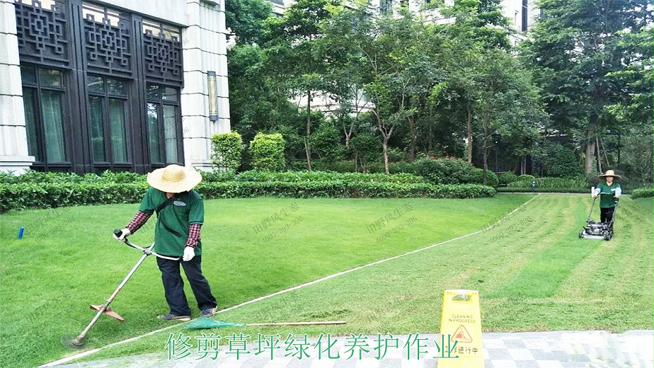 绿化养护服务  绿化养护精选案例  广州开创大道市政园林养护