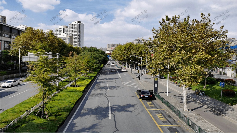 道路绿化养护方案,道路两侧绿化养护
