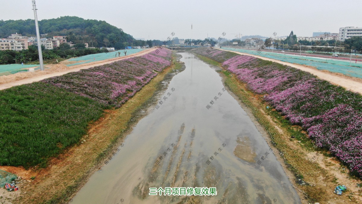 河道边坡复绿,河道护坡绿化-田野风