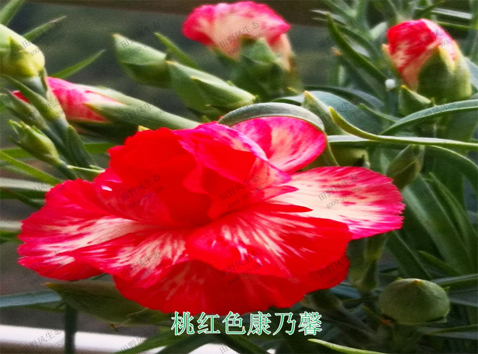 4桃红色康乃馨