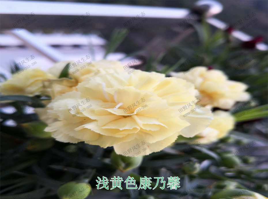 8浅黄色康乃馨