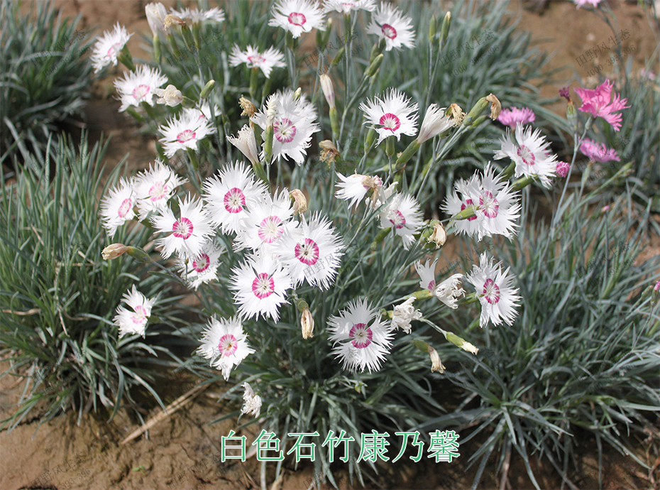 11白色石竹康乃馨