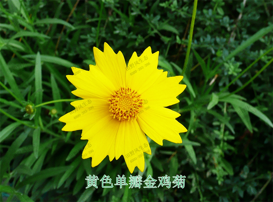 2黄色单瓣金鸡菊