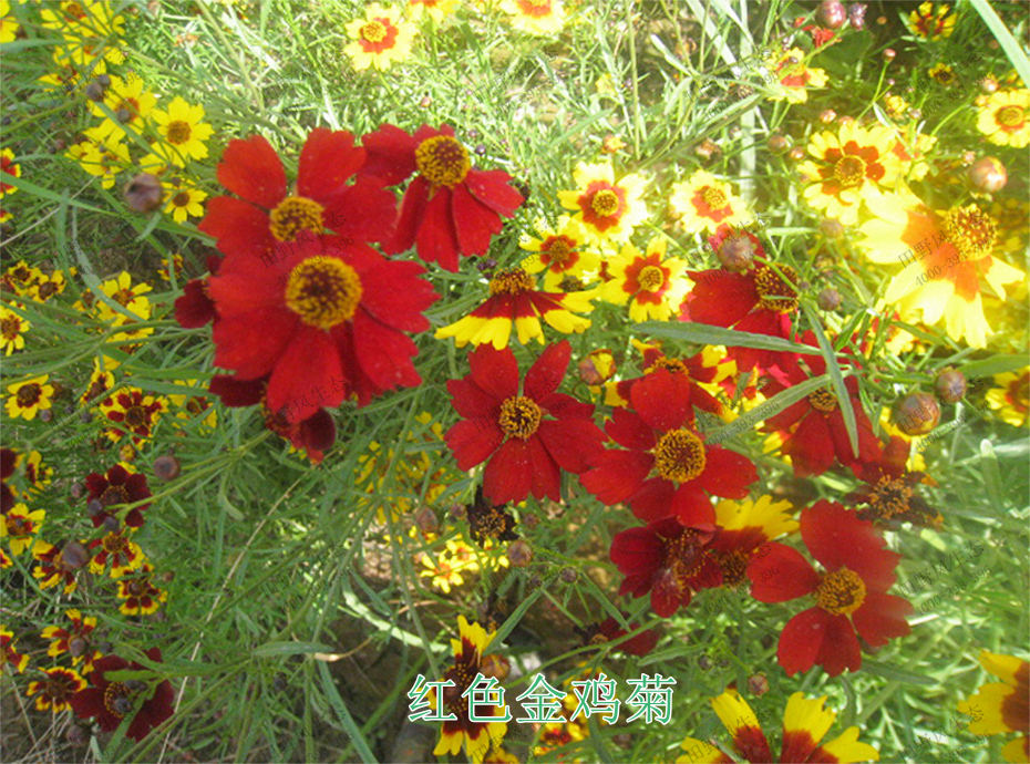 3红色金鸡菊