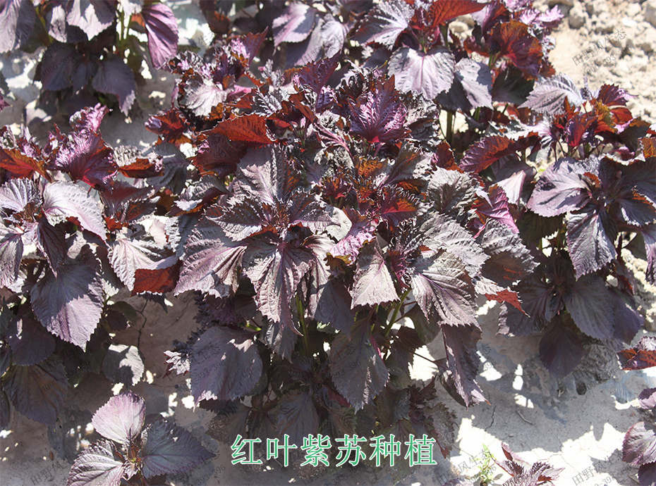 6红叶紫苏种植