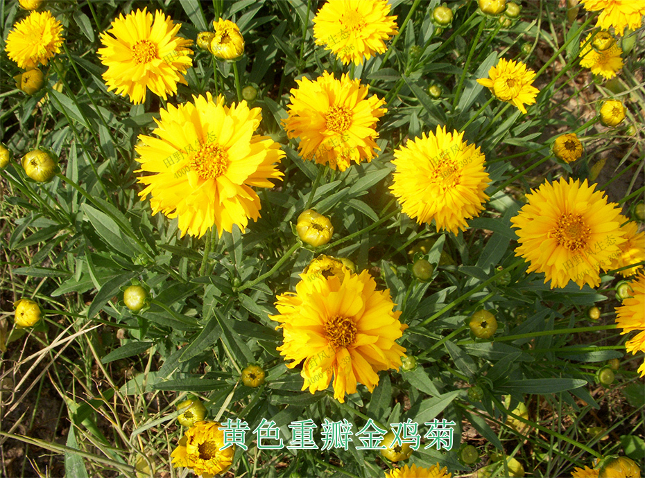 6黄色重瓣金鸡菊