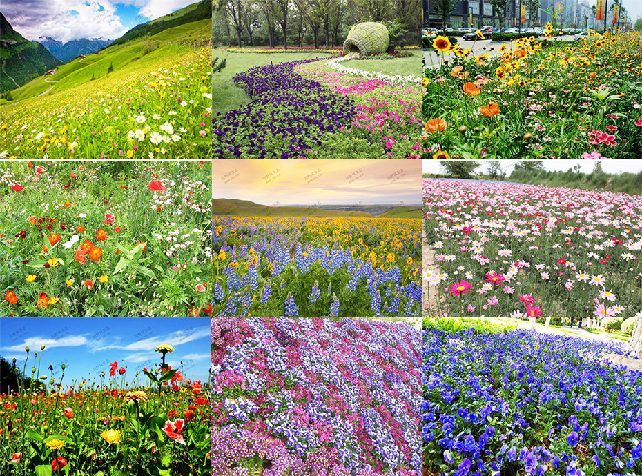景观组合花种9图