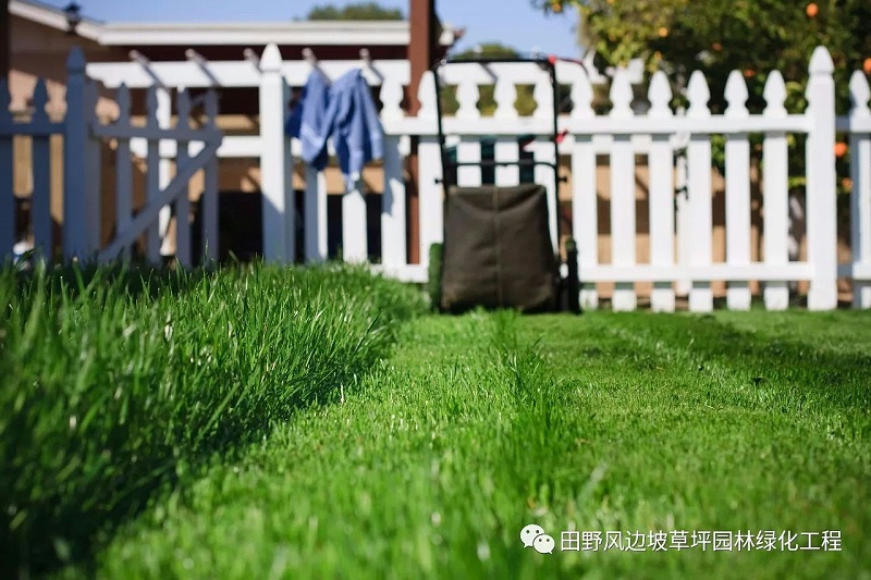草坪绿化,防除特殊杂草