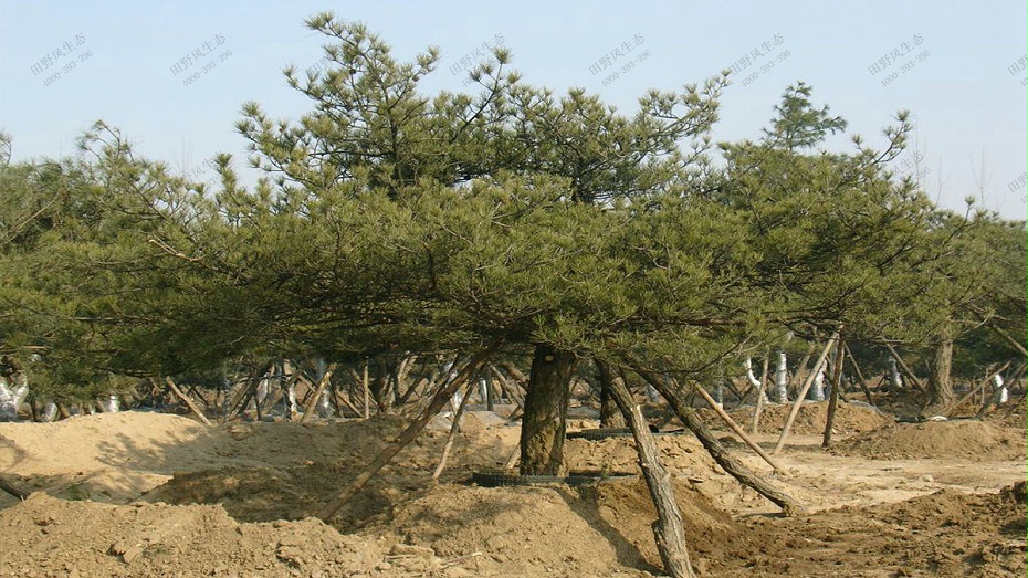 室外树木移植