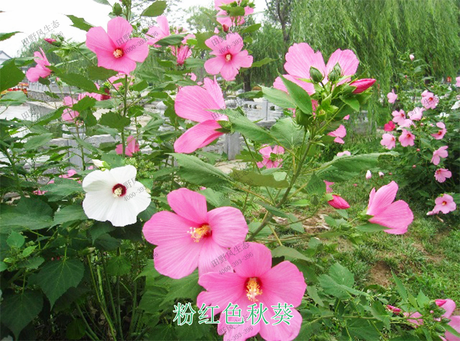 5粉红色秋葵