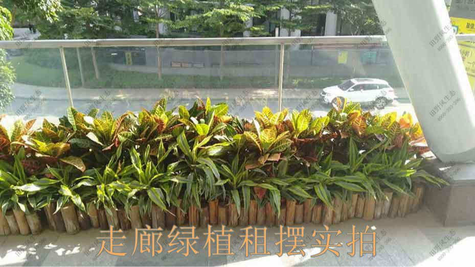 广州凯华国际中心绿植出租案例