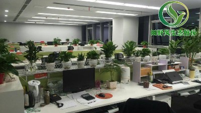办公室绿化作用原来是如此之大！