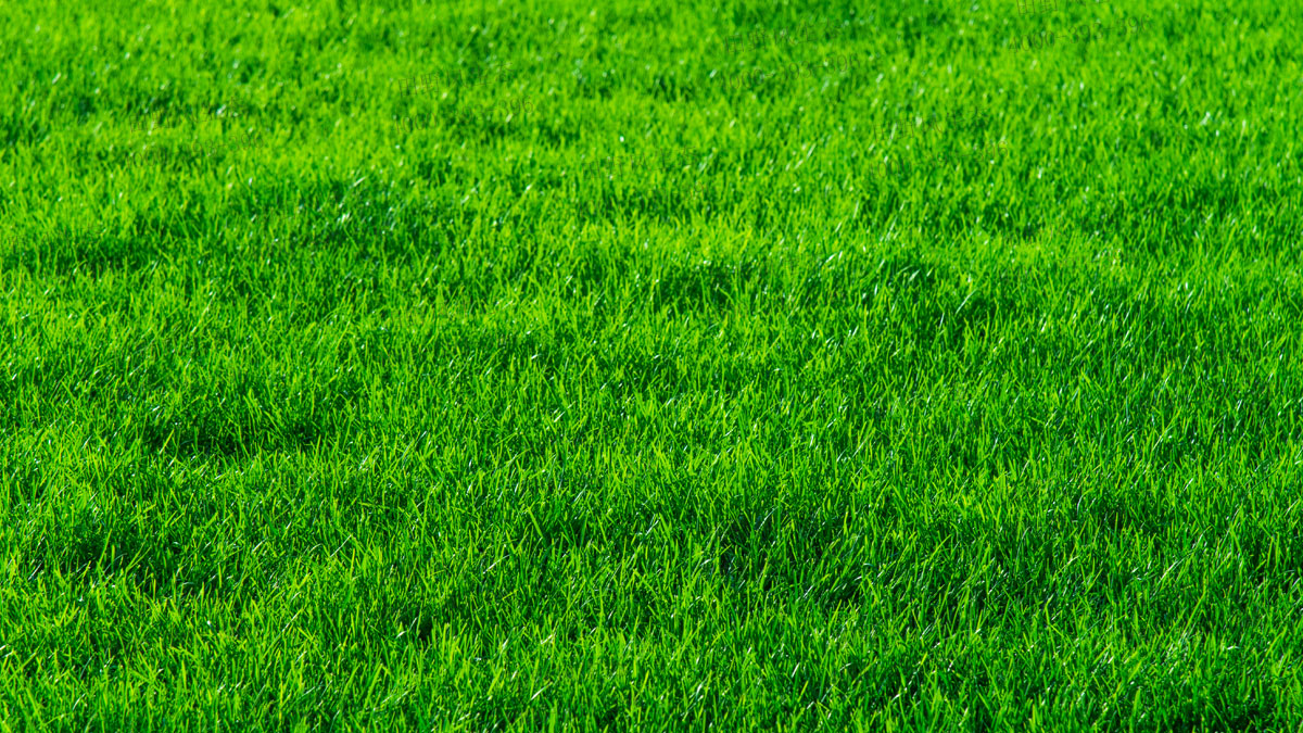 四季青草坪生长周期多长