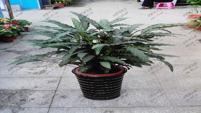 竹芋(精品紫背)