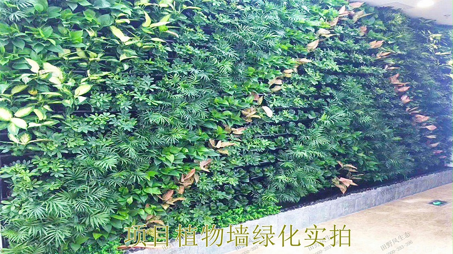 项目植物墙绿化实拍