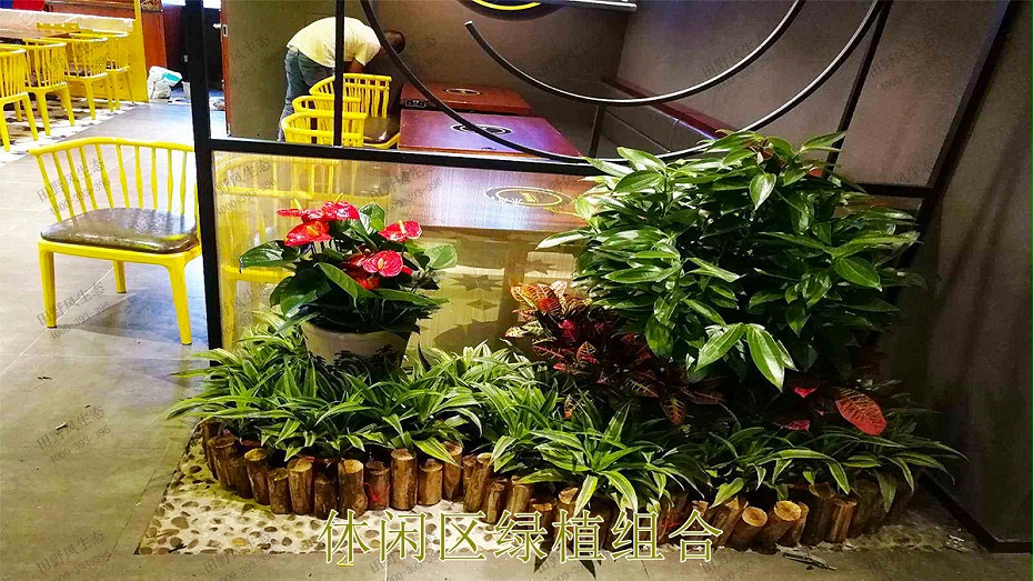 休闲区绿植组合