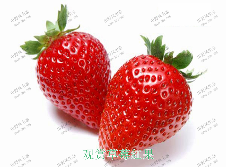 2观赏草莓红果