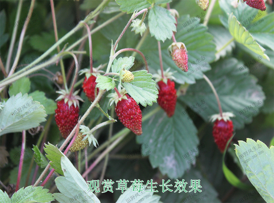 5观赏草莓生长效果
