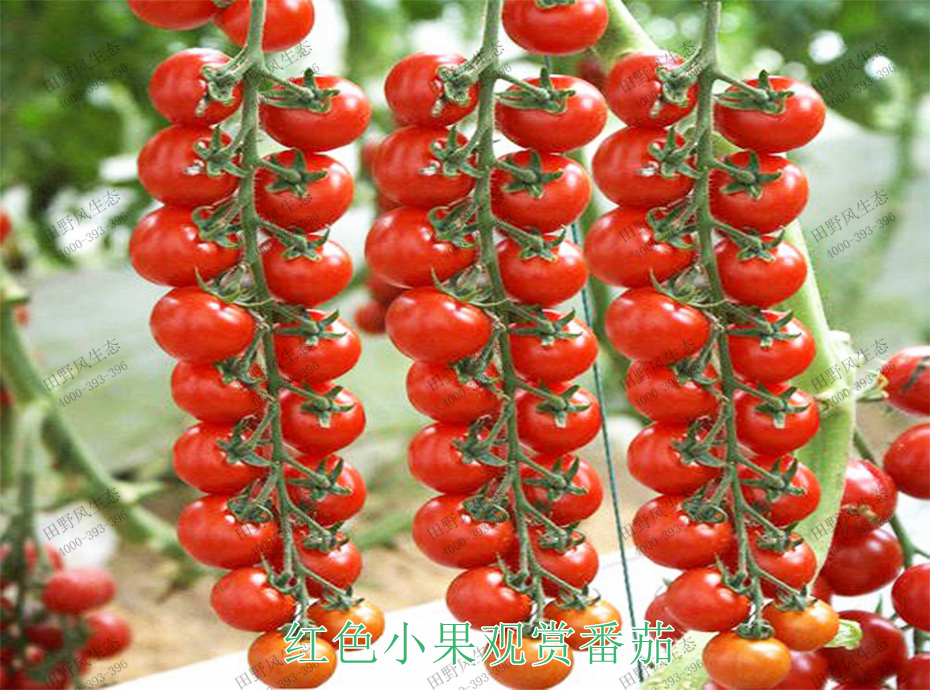 3红色小果观赏番茄