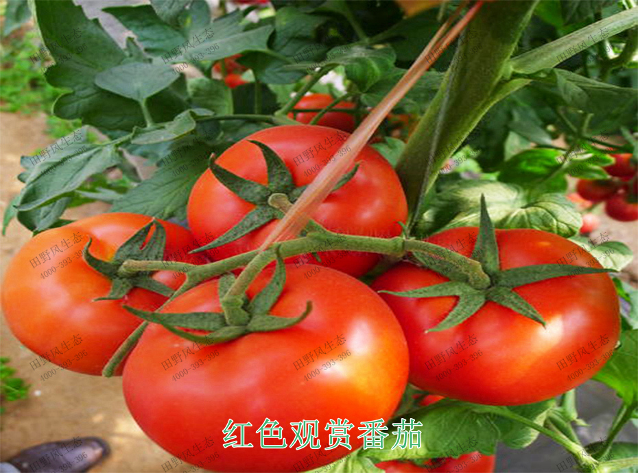 4红色观赏番茄