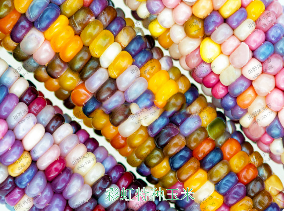 5彩虹特种玉米