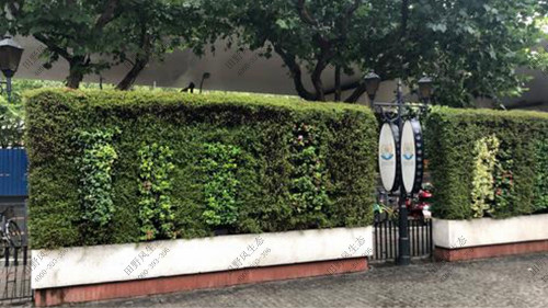 围墙植物养护解决方案