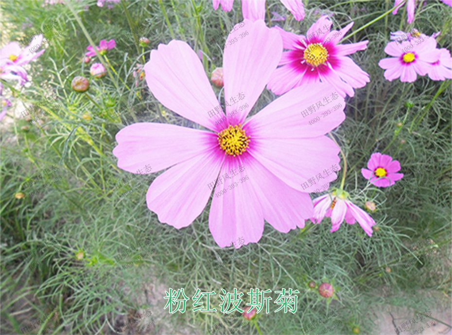 4粉红波斯菊