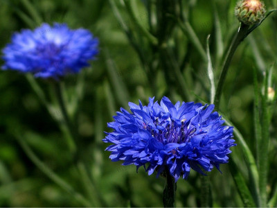 那一抹高贵而迷人的蓝，简单易懂的矢车菊花种子种植技术