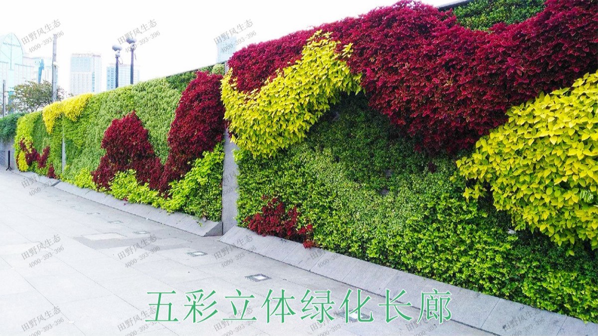 广州黄埔立体绿化建设工程