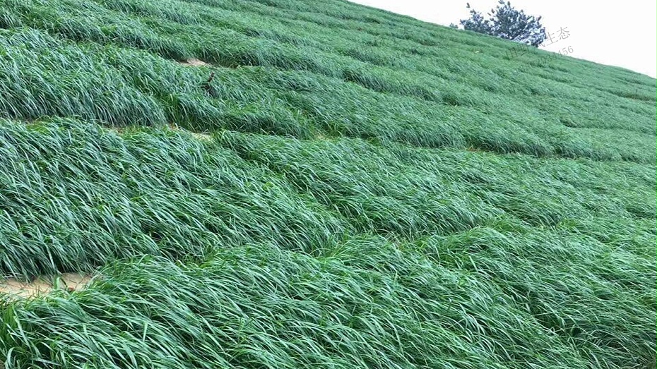 护坡多年生黑麦草