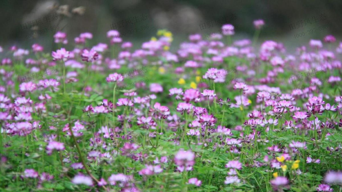 紫云英种植你必须知道的种植方法及注意事项！