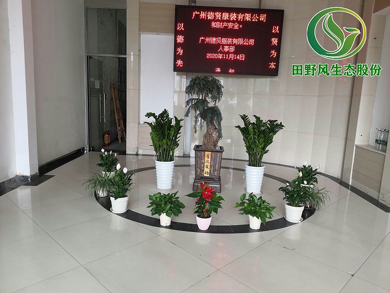 绿植租摆,绿植养护