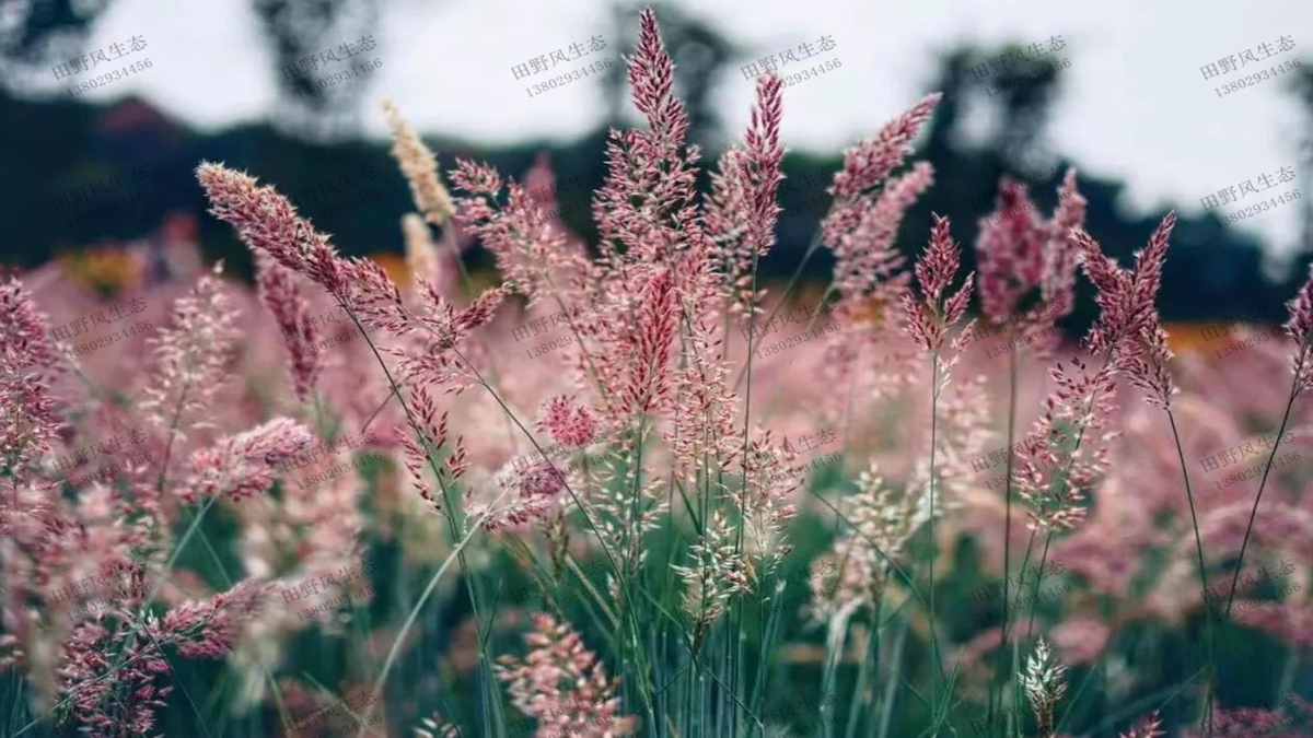 护坡绿化先锋草种草籽——糖蜜草