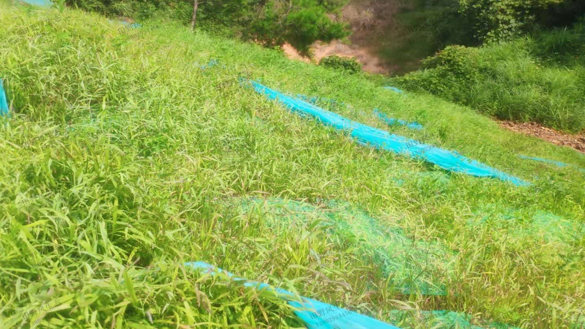 护坡草种草籽种植