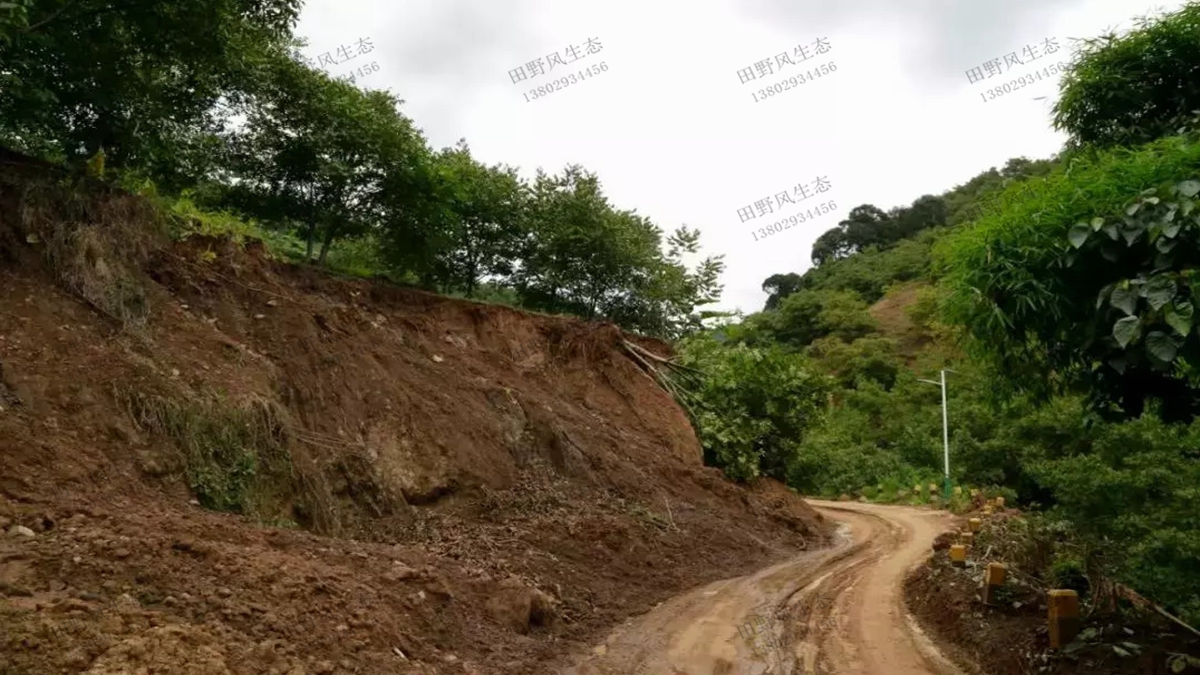 种植什么草种草籽可以预防护坡水土流失？