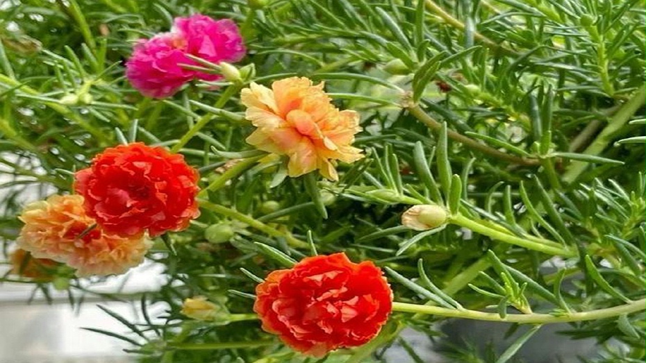 太阳花