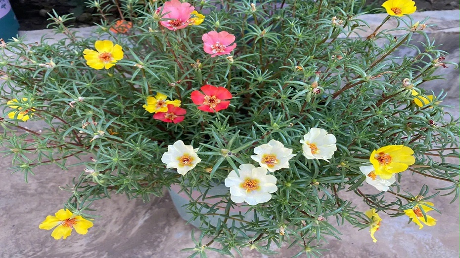 太阳花
