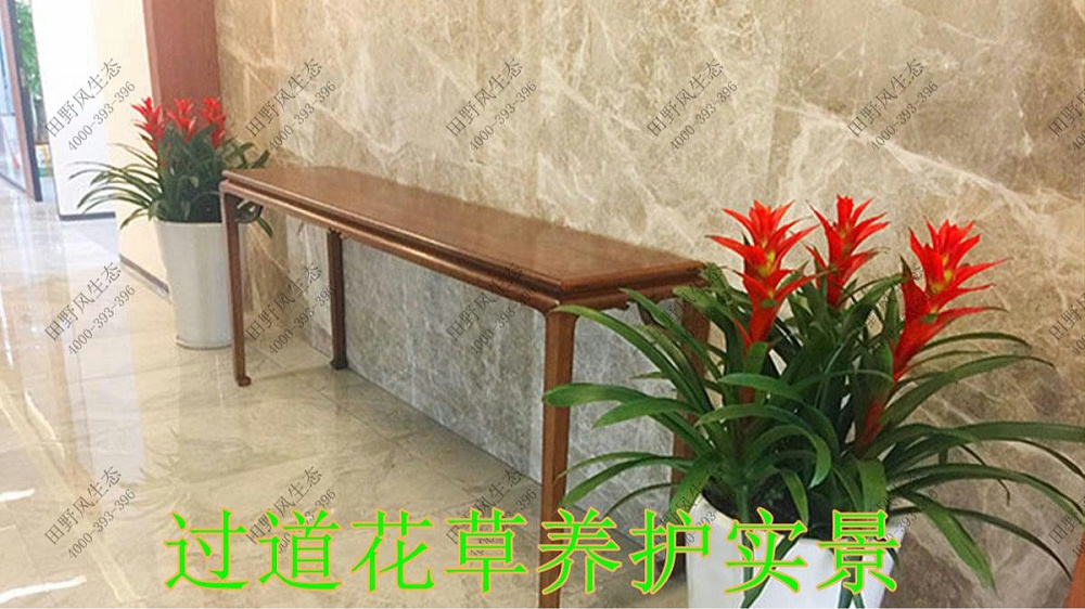 广东平安保险绿植租摆案例