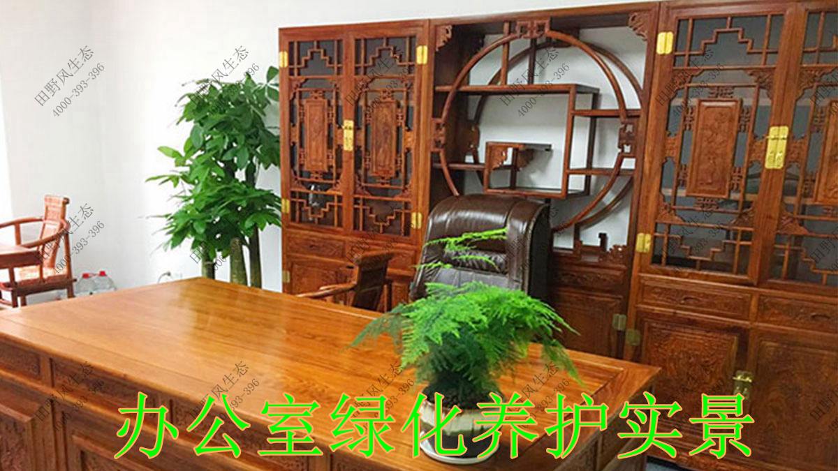 室内花卉租赁