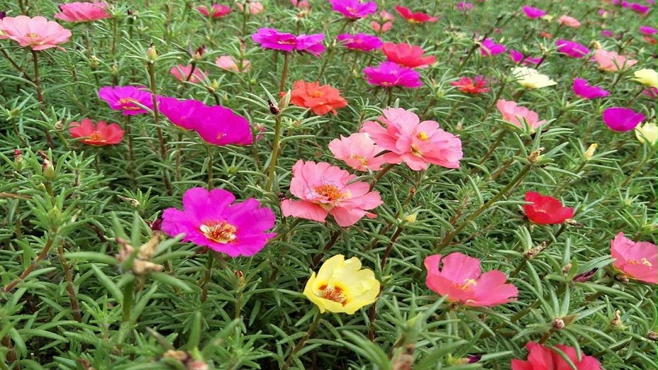 太阳花种子种植