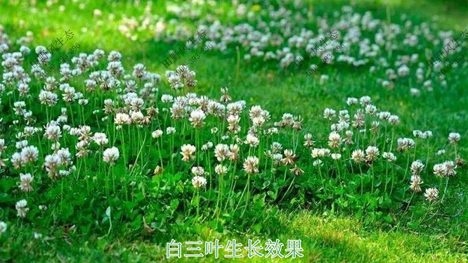 白三叶生长效果
