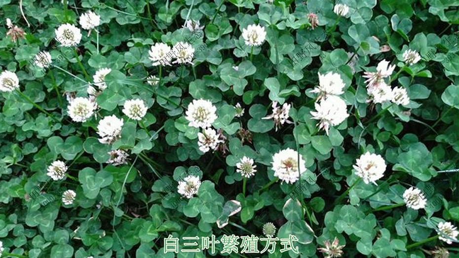 白三叶繁殖方式