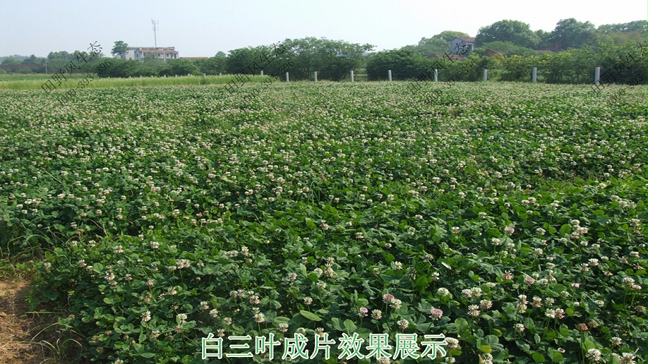 白三叶成片效果展示