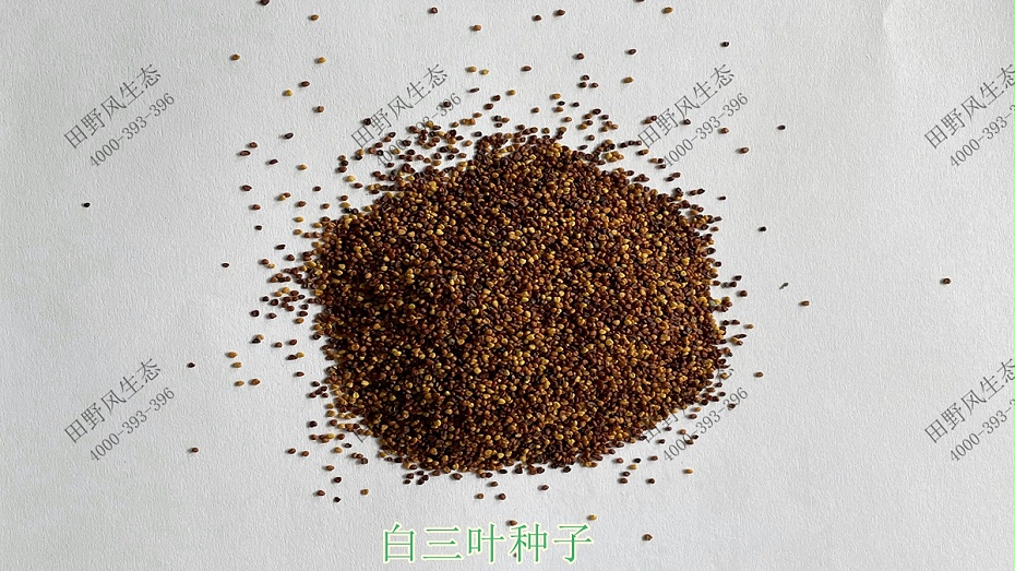 白三叶种子