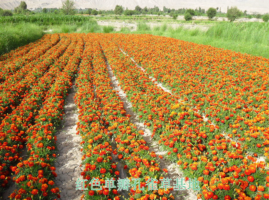 11红色单瓣孔雀草基地